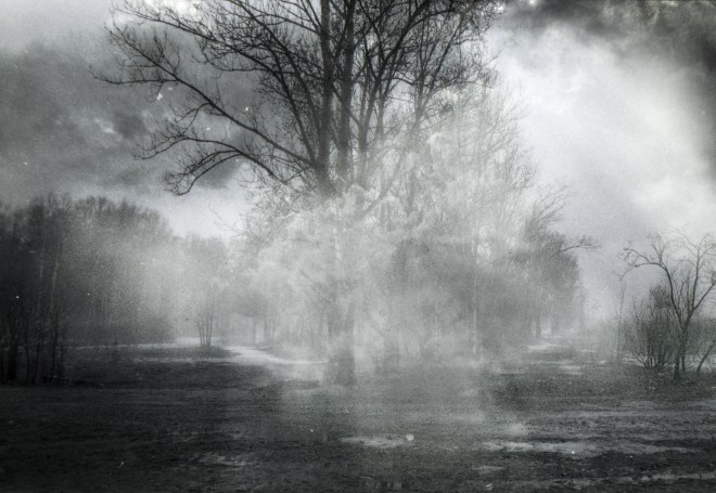 Mercury retrograde: a forest dark in liminal&nbsp;twilight