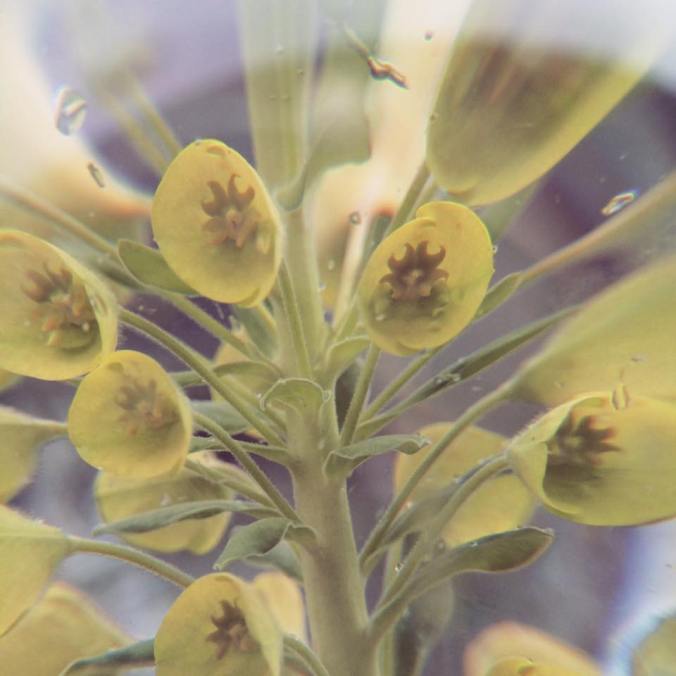 Sarah Hansen yellowy