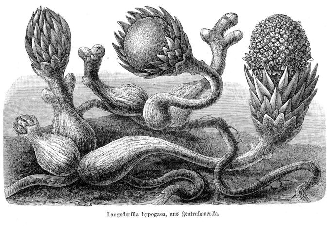 plantscape-Langsdorffia_hypogaea_vMH367