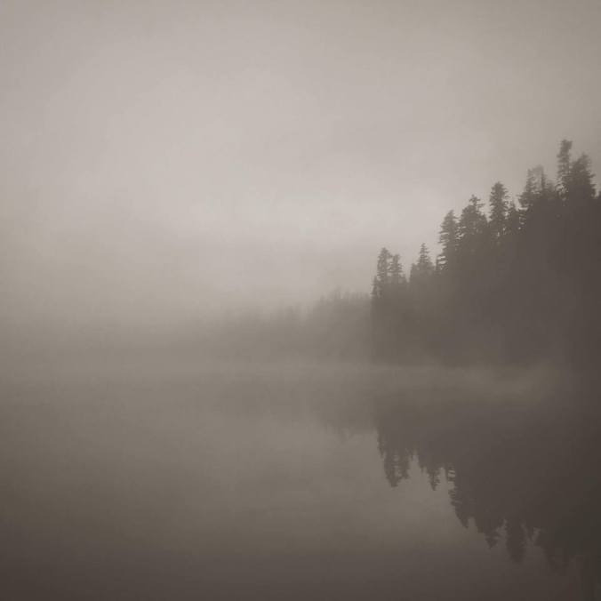 beau-vandendolder-sound-trees