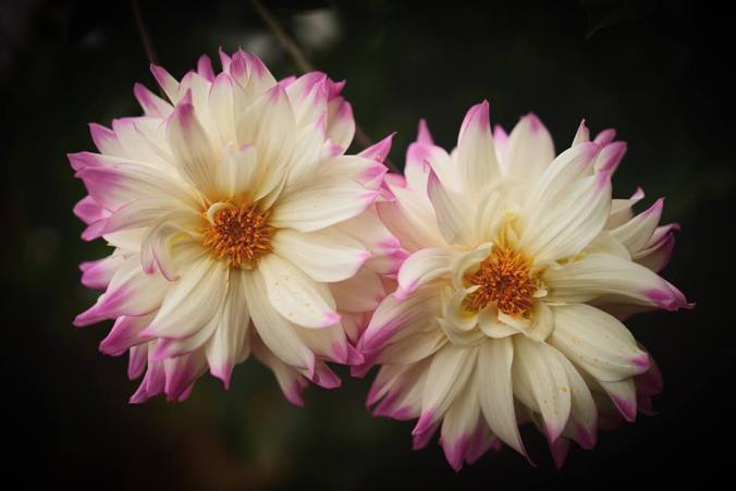 beau-v-white-pink-flowers