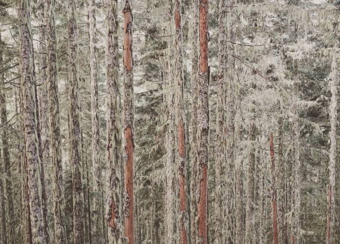 beau-vandendolder-trees-trees-trees-lines