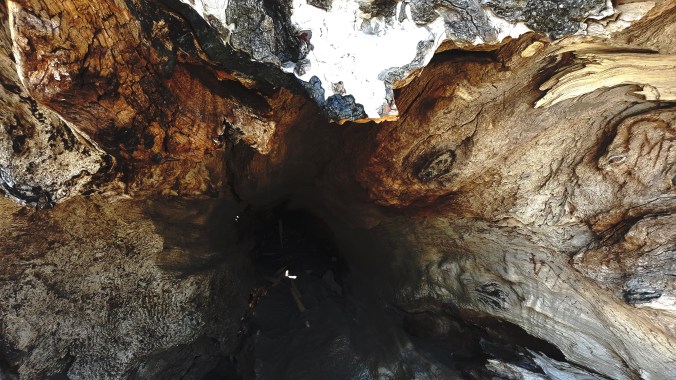 second beach tree cave (1)