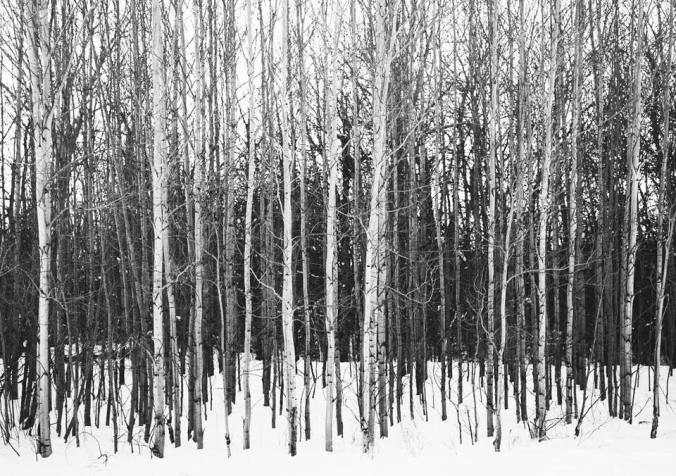 beau v photo of white trees b w