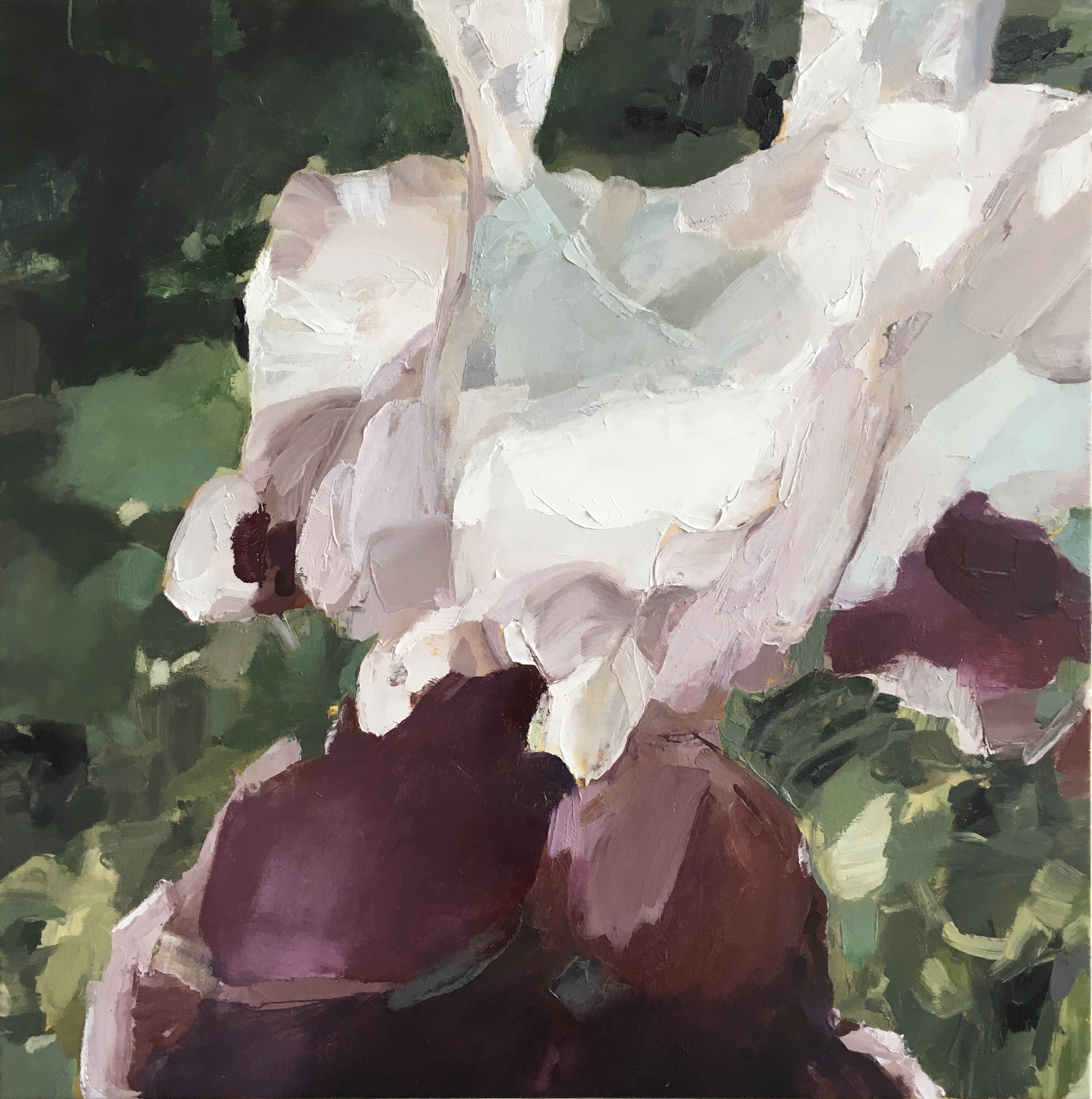 iris 20x20 oil on linen